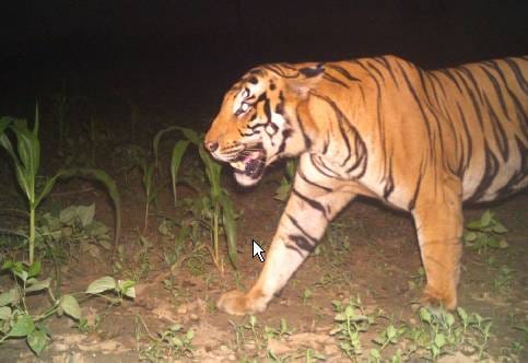 कैमरे में दो बार कैद हुई खूनी बाघ की तस्वीर