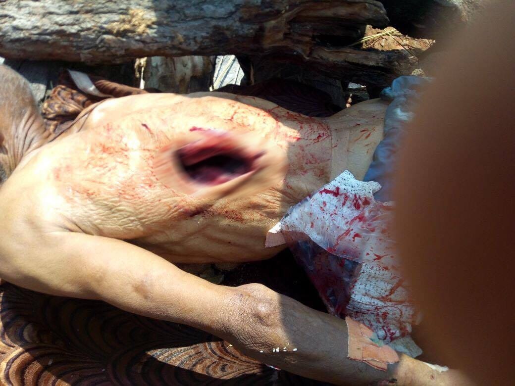 wild boar attack on old man
