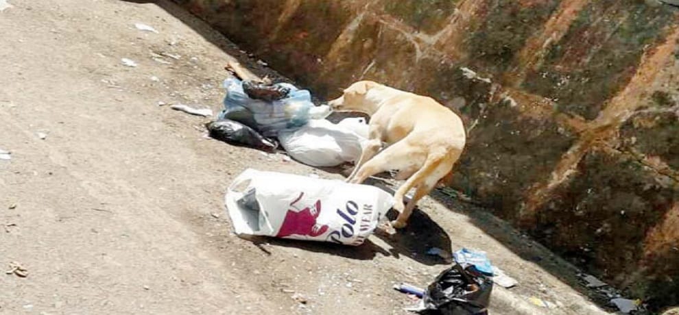 Man beats stray dog with iron rod on its head in Mumbai