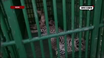 Watch: Leopard rescued near Somnath temple  