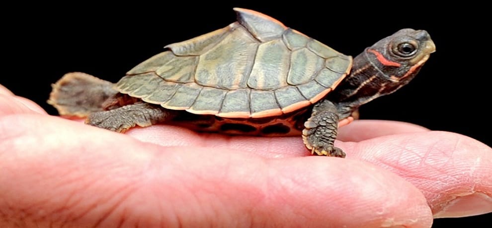 Madhya pradesh STF arrested turtle smugler from Morena