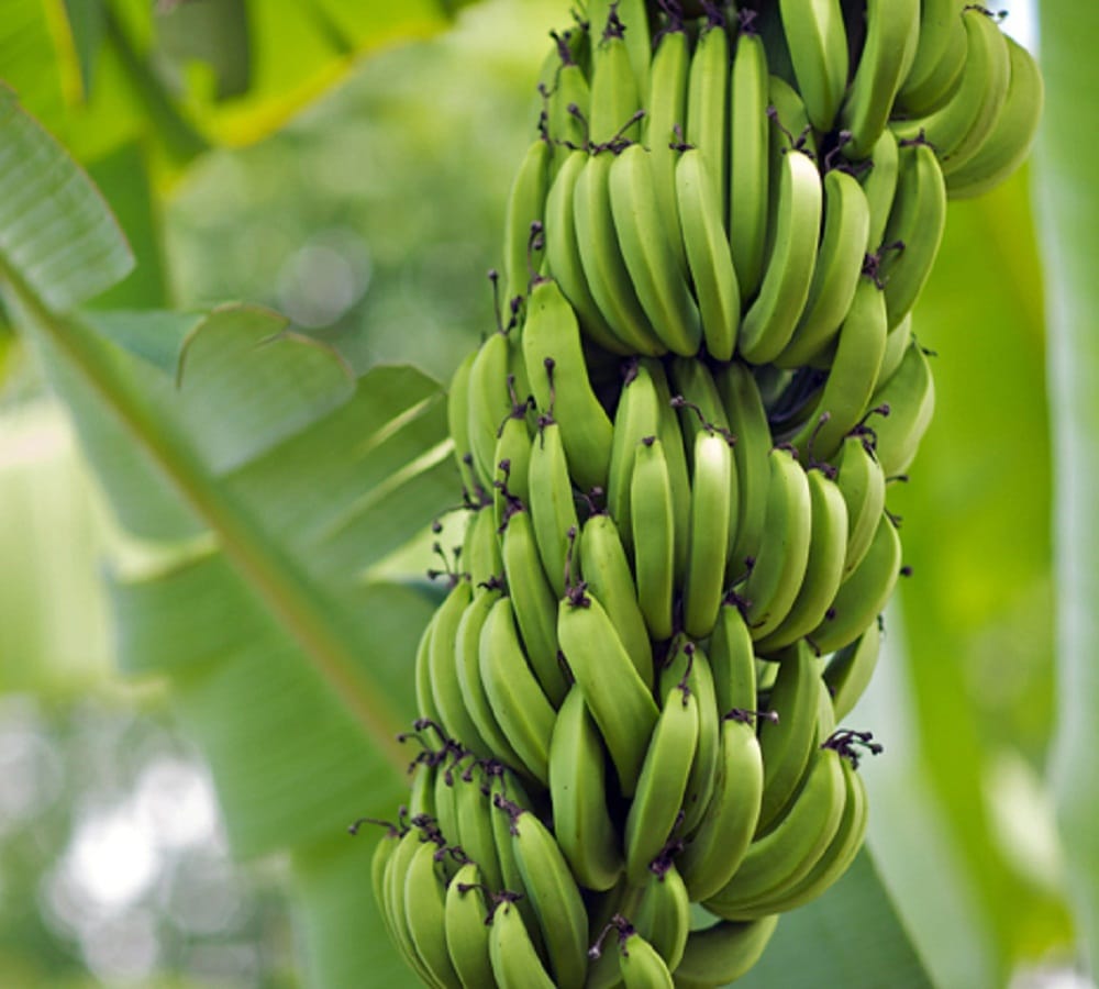 know the health benefits of raw banana
