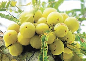 aanwla farmers will be again victim of fraud