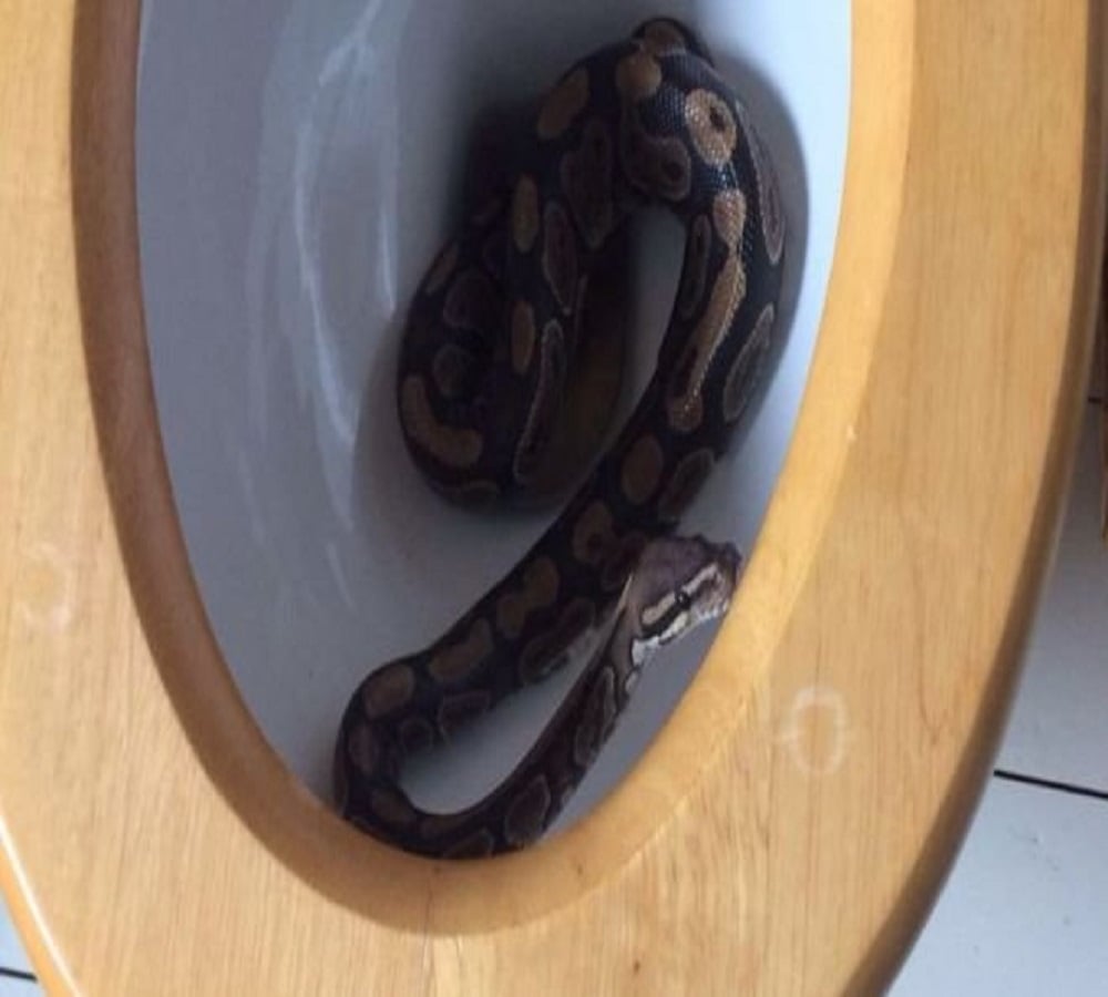 Three Foot Python Removed From Blocked Toilet - Amar Ujala Hindi News ...