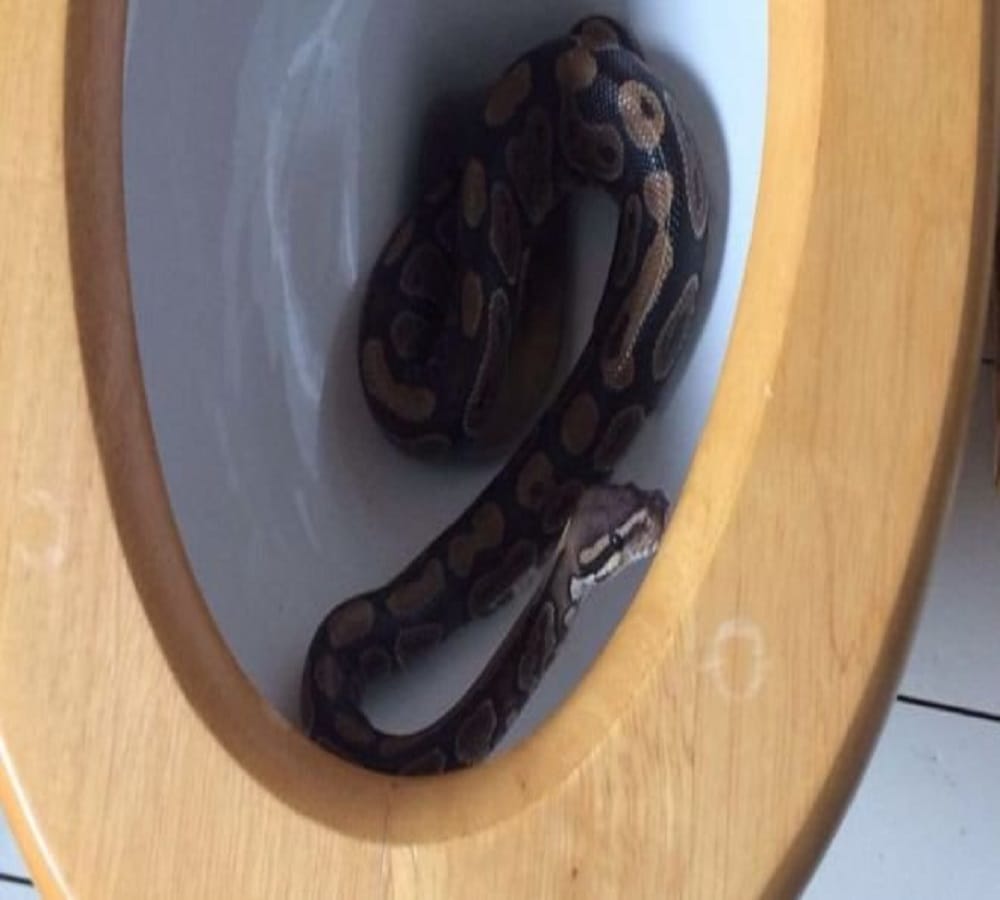 Three foot python removed from blocked toilet