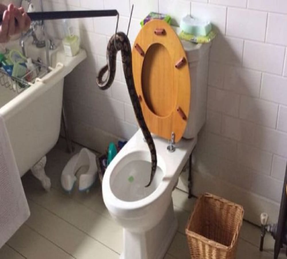 Three foot python removed from blocked toilet