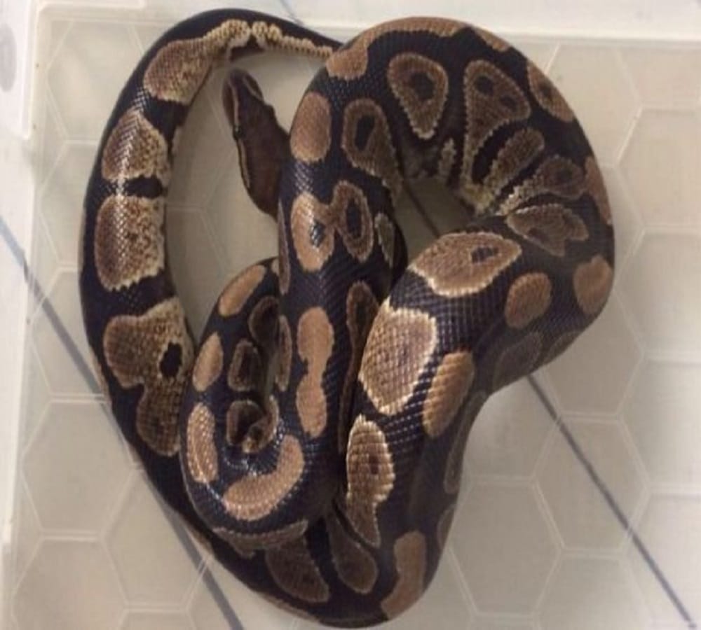 Three foot python removed from blocked toilet