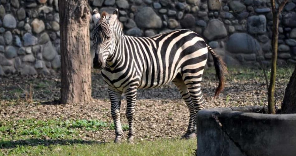 Zebra brought from Israel died in 36 hours in lucknow
