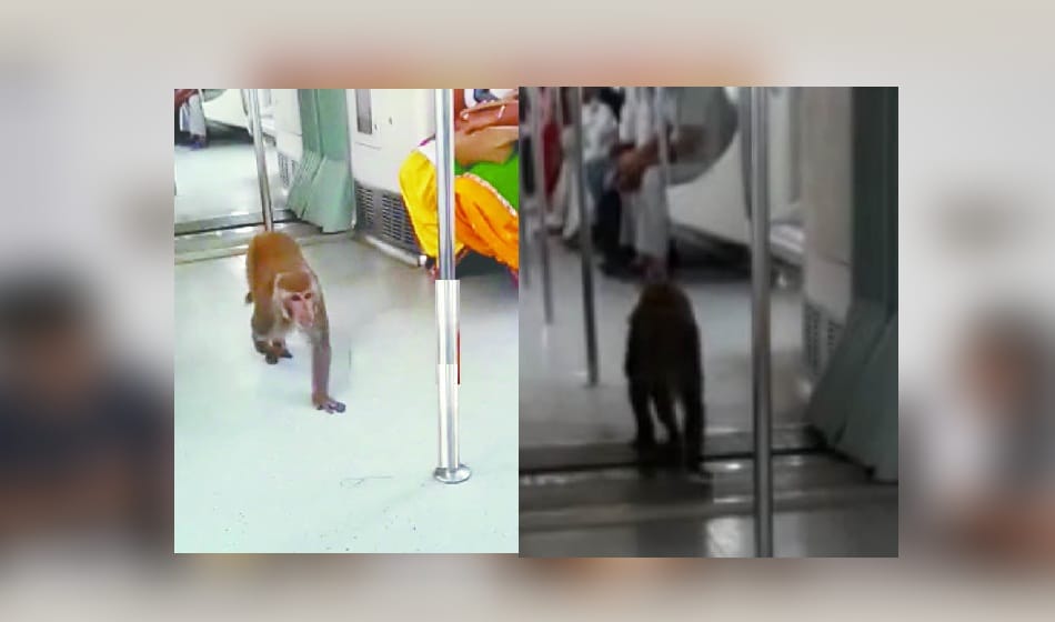 monkey enter into metro train  video gone viral
