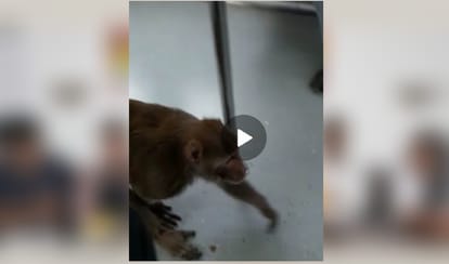 monkey enter into metro train  video gone viral