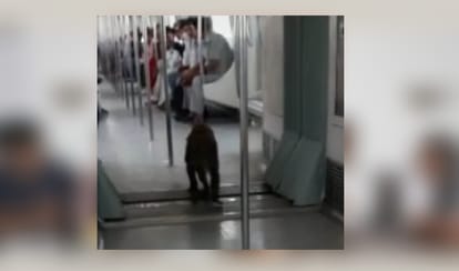 monkey enter into metro train  video gone viral