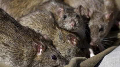 Rats ate disabled girl alive