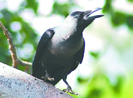 ganga visharjan