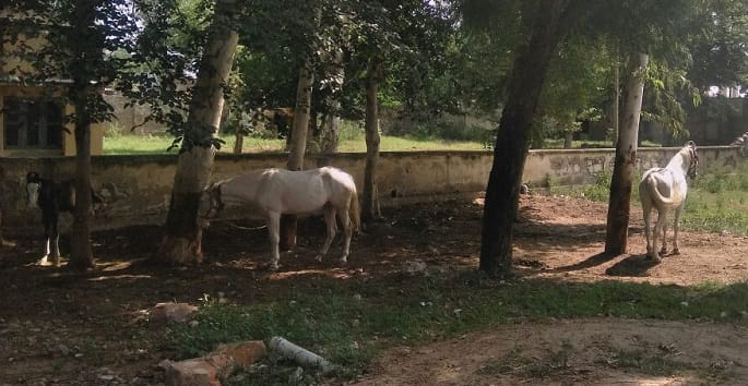 horse in primary health centre