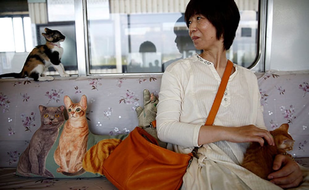 special train run for cat in japan