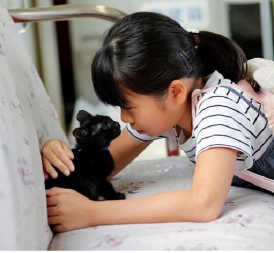 special train run for cat in japan