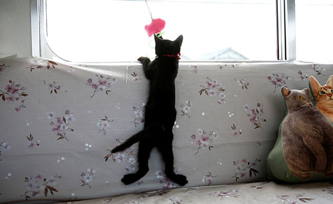 special train run for cat in japan