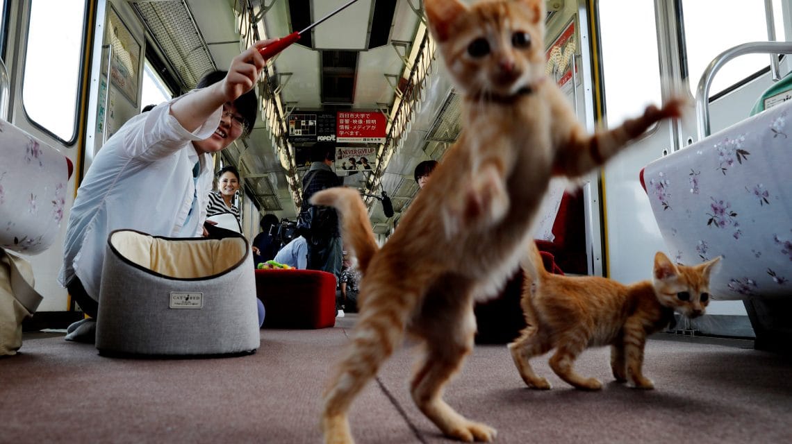 special train run for cat in japan