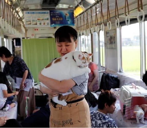 special train run for cat in japan