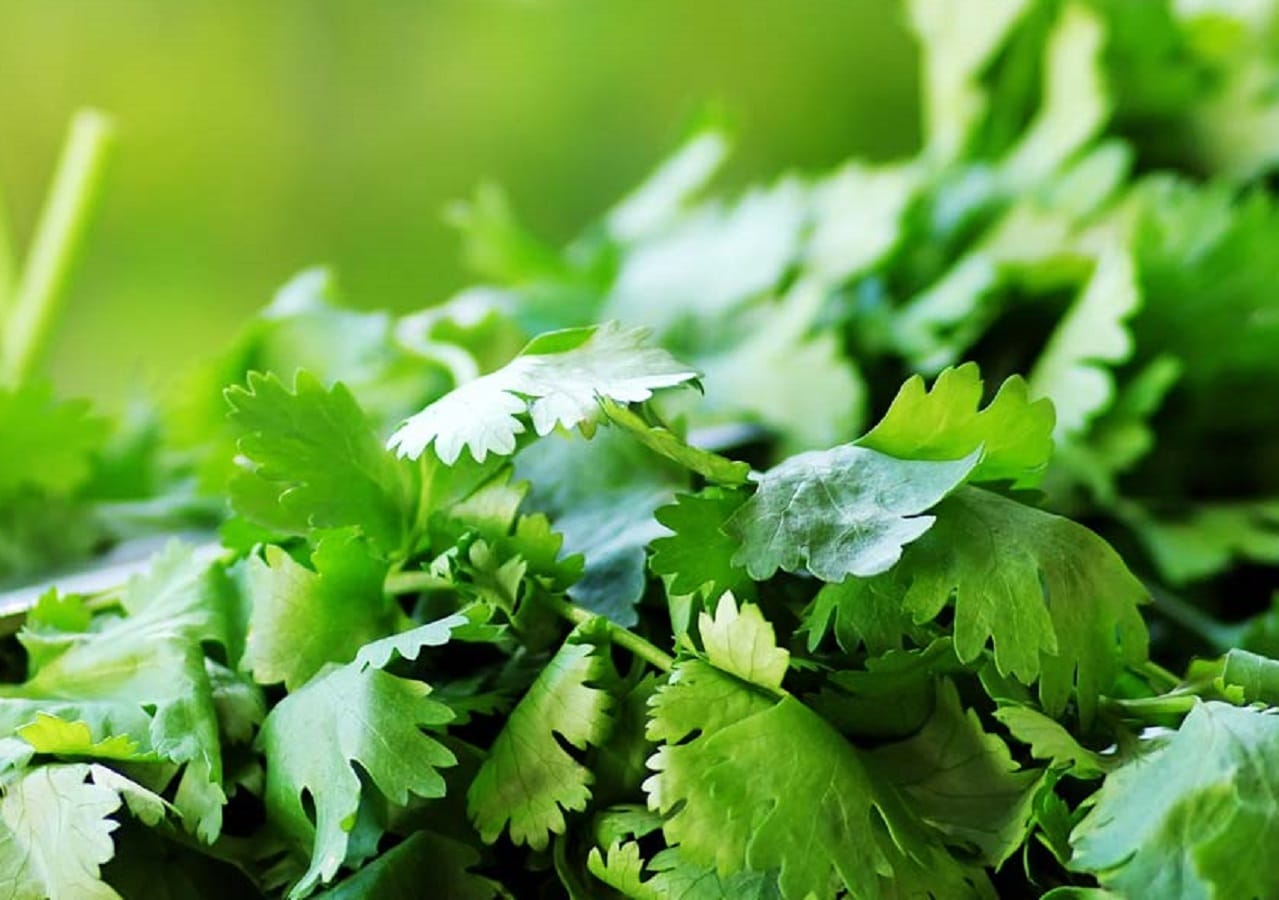 Instead of using sandal wood use green coriander face pack for getting beautiful glowing skin