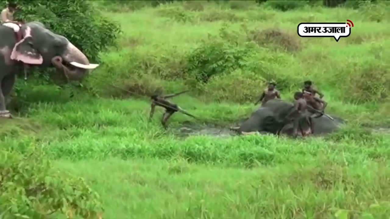 हाथी का बचाव