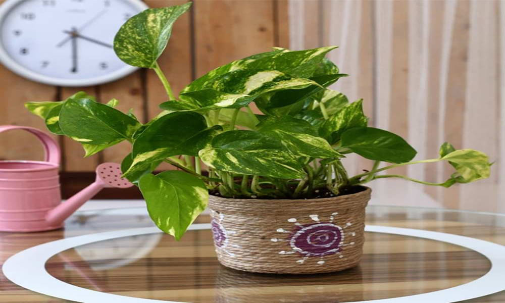 According to Vastu these plants should be planted in the house for happiness prosperity and good fortune
