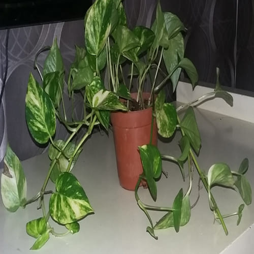 these tips of money plant increase your money