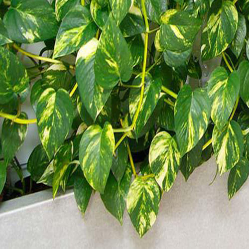 these tips of money plant increase your money