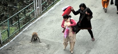 Monkey menace in Himachal Pradesh