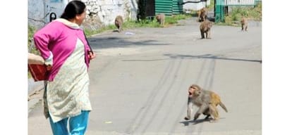 Monkey menace in Himachal Pradesh