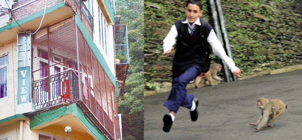 Monkey menace in Himachal Pradesh