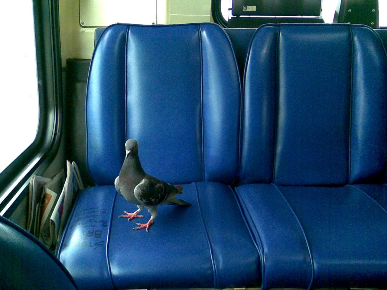 Bizarre News Of Bus Conductor Fined For Letting Pigeon Travel Without Ticket In Tamil Nadu