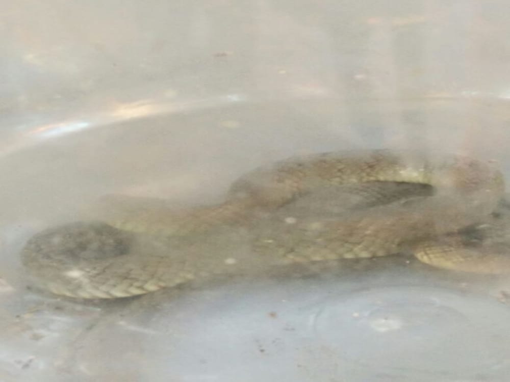 poisonous snake found in shamshan ghat during Funeral