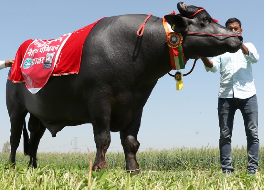 Sultan the super bull from haryana loves to drink whisky and earn crores from semen