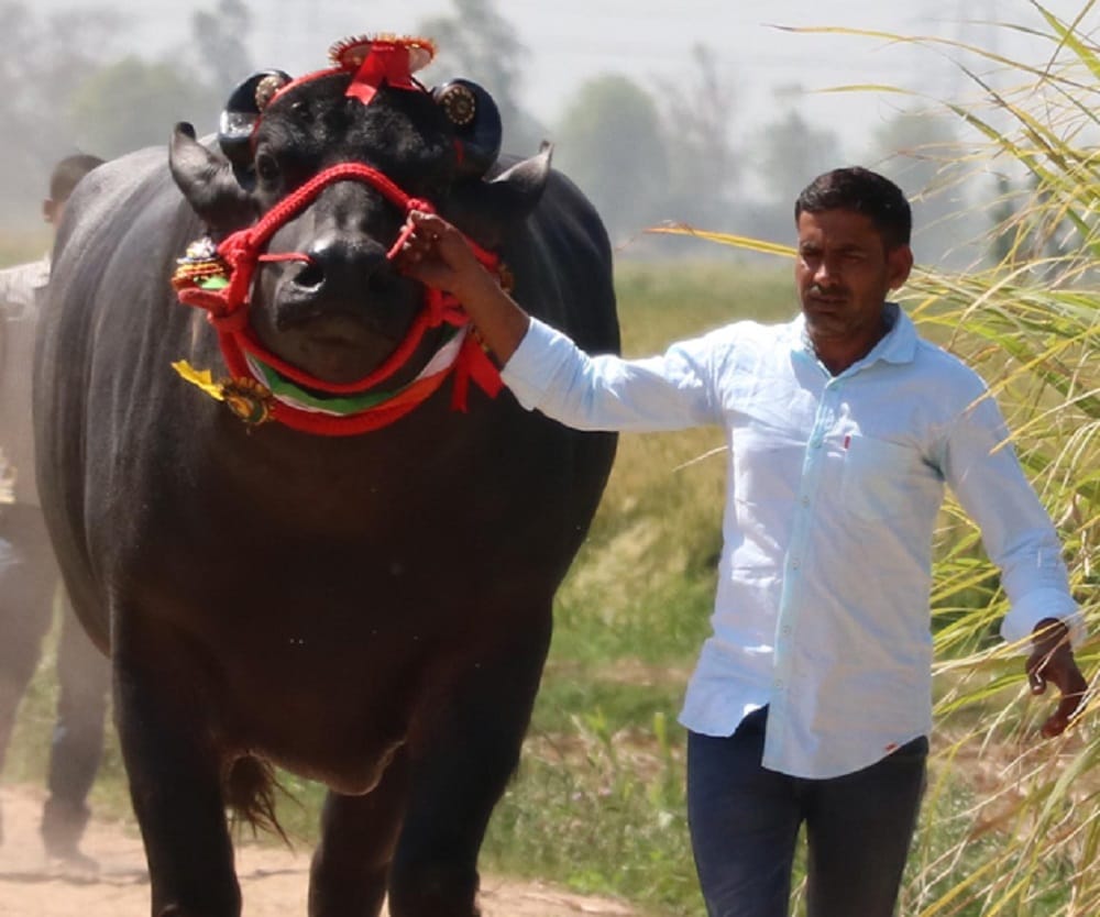 Sultan the super bull from haryana loves to drink whisky and earn crores from semen