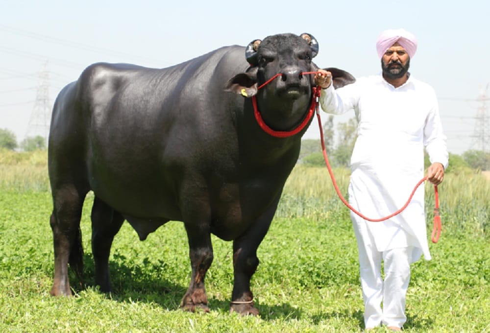 Sultan the super bull from haryana loves to drink whisky and earn crores from semen