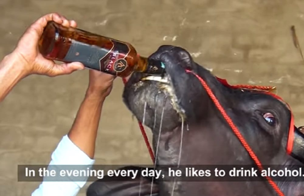 Sultan the super bull from haryana loves to drink whisky and earn crores from semen