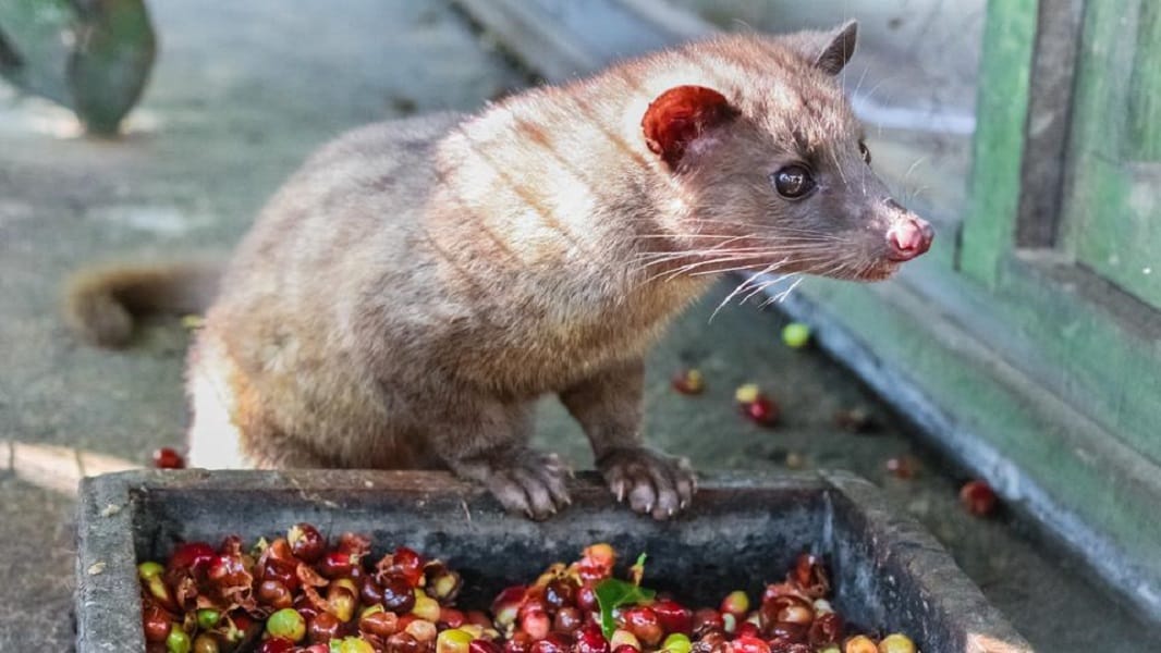 The world most expensive coffee  made from poop of civet cat