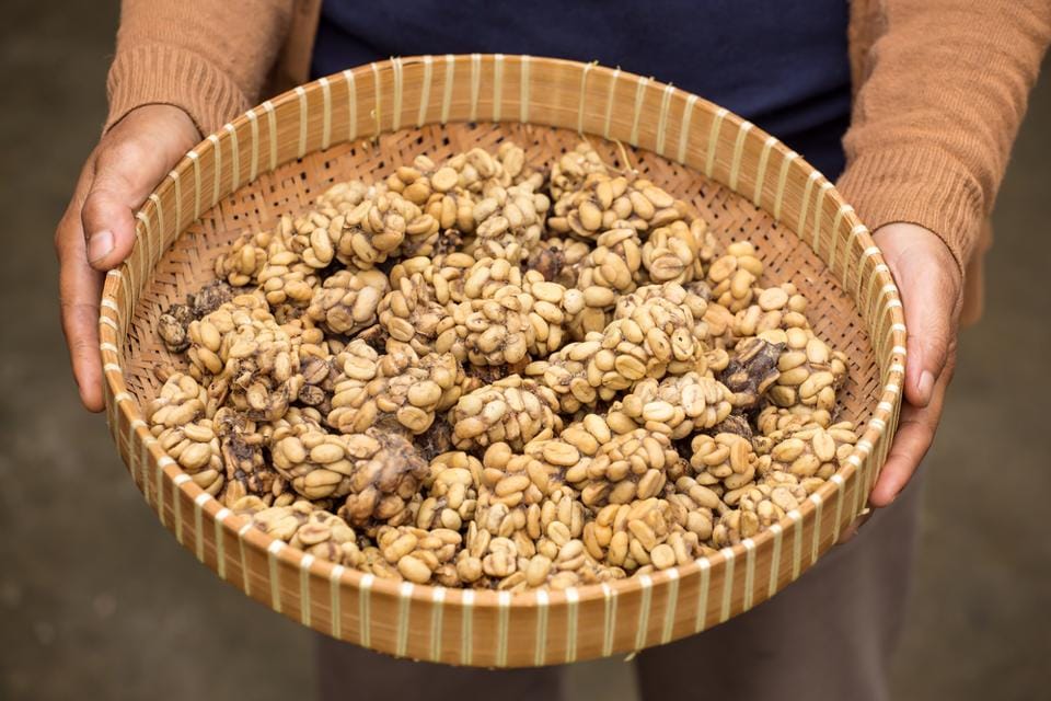 The world most expensive coffee  made from poop of civet cat