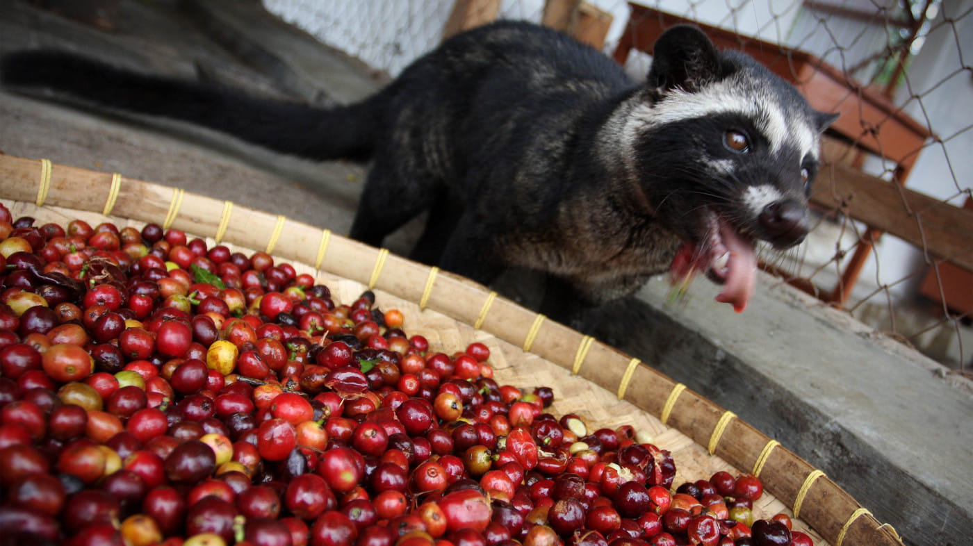 The world most expensive coffee  made from poop of civet cat