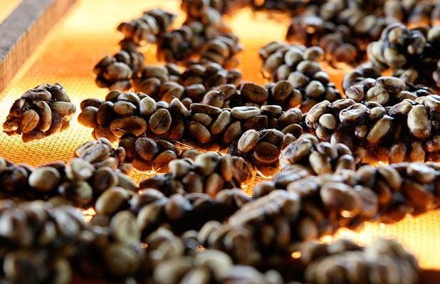 The world most expensive coffee  made from poop of civet cat
