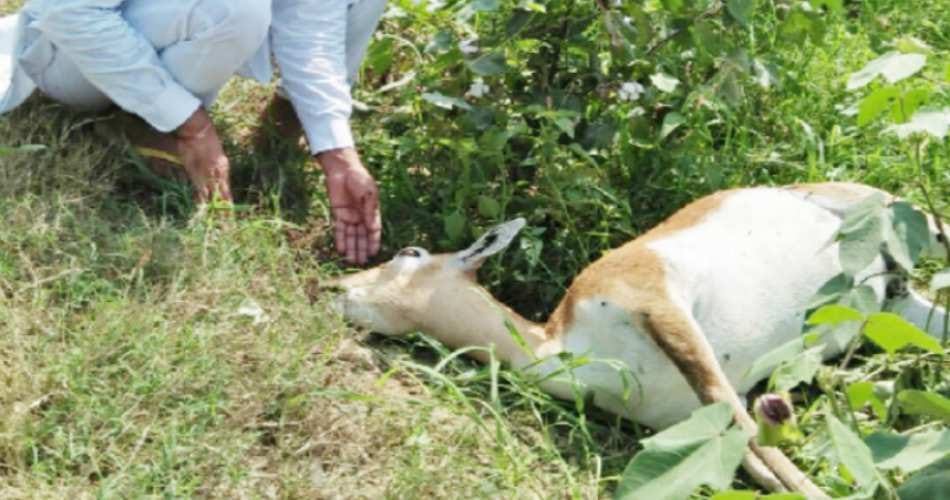 wild dogs terror in abohar open sanctuary, three deer killed