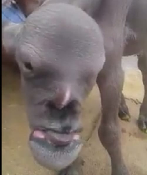 an animal with a human face in India is going viral