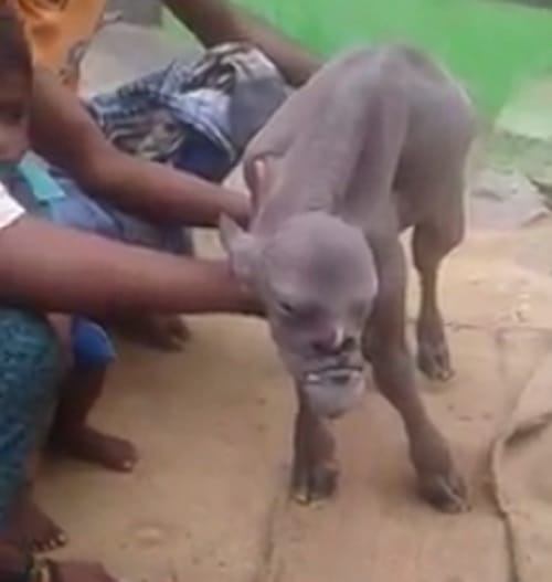 an animal with a human face in India is going viral