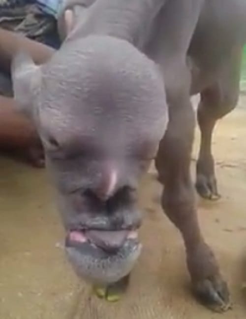 an animal with a human face in India is going viral