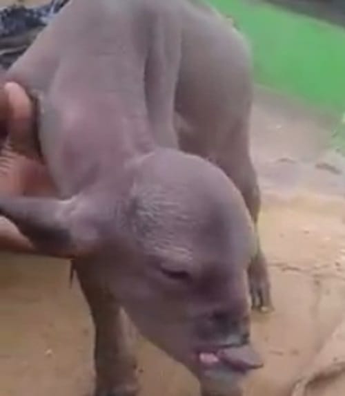 an animal with a human face in India is going viral