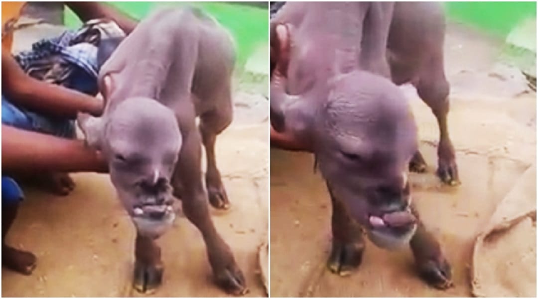 an animal with a human face in India is going viral