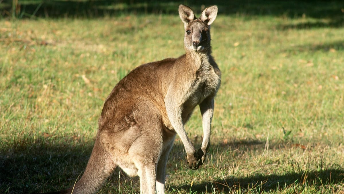 australian specialist told to eat more kangaroo as population hits double 