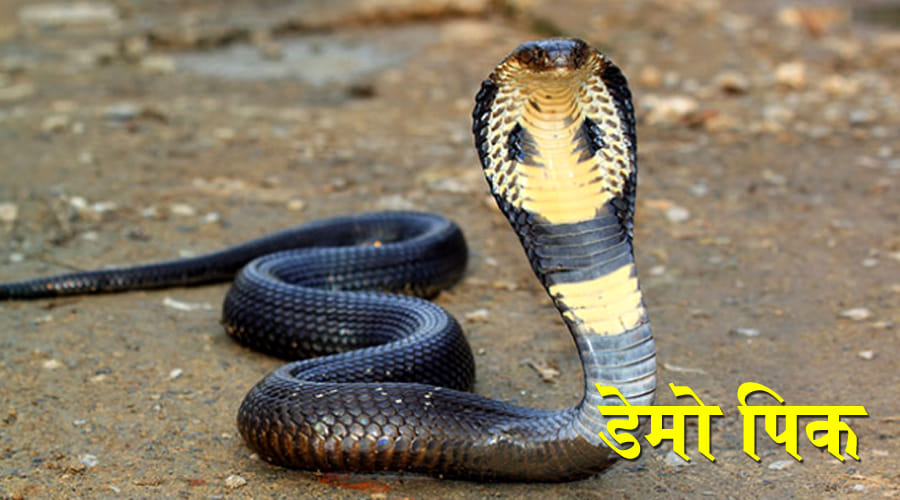 महिला को सांप ने काटा, मौत