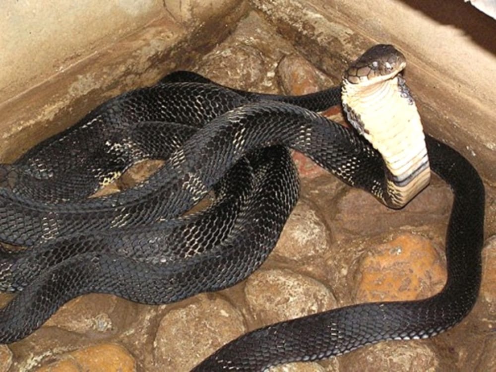 worlds most poisonous king cobra found in house